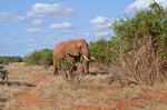 Safari Kenya 0267.jpg